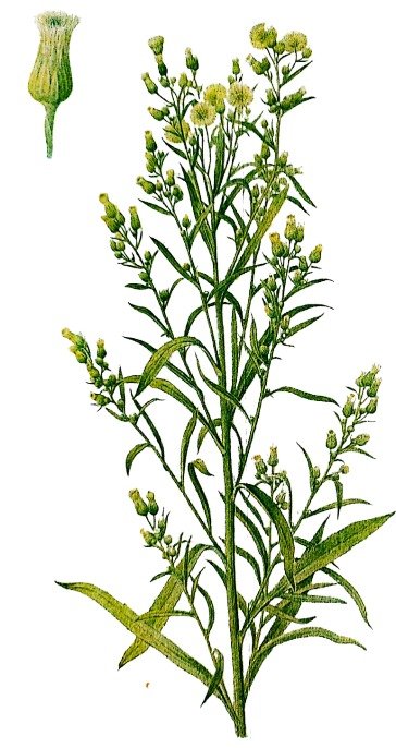 Vergerette du Canada